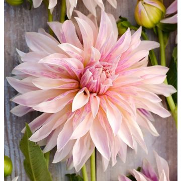 Dahlia Cafe de Paris