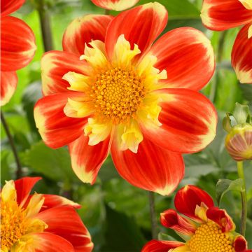 Dahlia Pooh Collerette