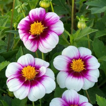 Dahlia Cupido - Single Flowering