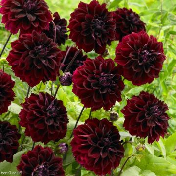 Dahlia Dark Fubuki - Pack of THREE