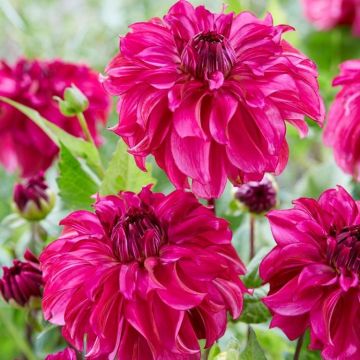Dahlia Drama Queen