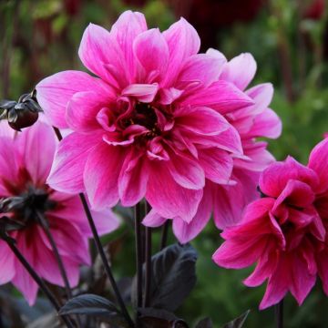 Large 'Dahlia Fascination'- In Bud & Bloom