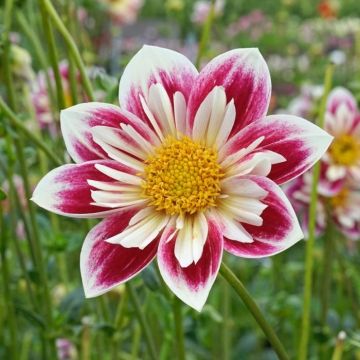 Dahlia Fashion Monger