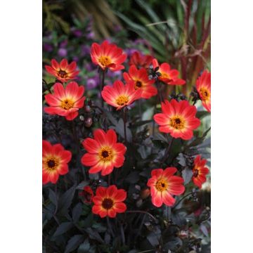Dahlia Happy Single Flame