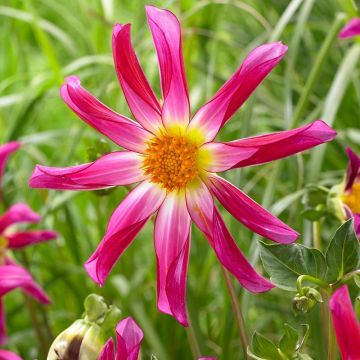 Dahlia Honka Pink