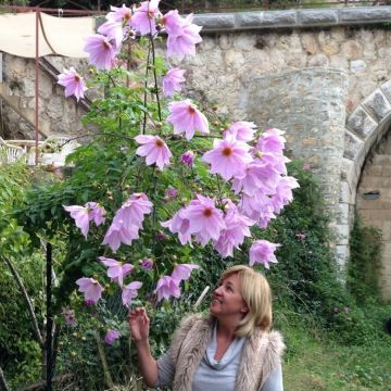 Dahlia Imperialis Pink - Majestic 2m Skyscraper Dahlias!