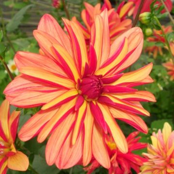 Dahlia Jescot Julie - Pack of THREE