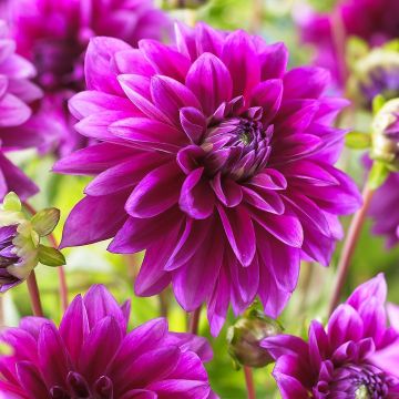 Dahlia Le Baron