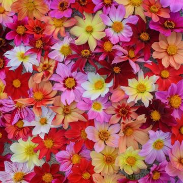 Bee Friendly Dahlias - Mignon Butterfly Mixed - Pack of TWENTY FIVE