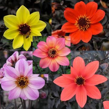 Dahlia Mystic Collection - Pack of FIVE Plants in Bud & Bloom