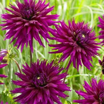 Dahlia Purple Gem