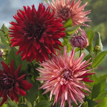 Dahlia Cactus - Red / Red-White Mix - Pack of THREE