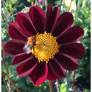 Dahlia Still Going Strong