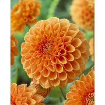 Dahlia Sylvia - Pack of THREE