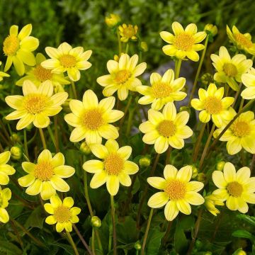 Dahlia Topmix Yellow