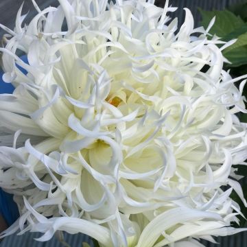 Dahlia Tsuki-yori-no-shisha - Semi Cactus