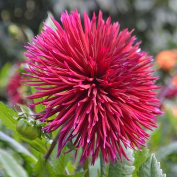Dahlia Urchin