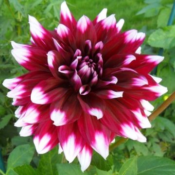 Dahlia Verdi - Pack of THREE