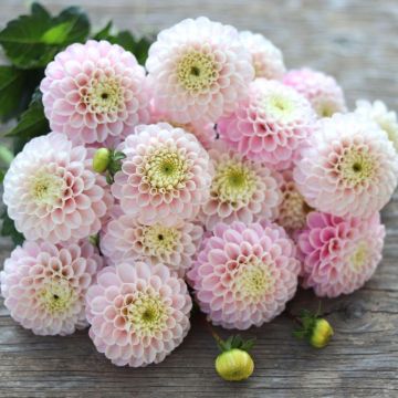 Dahlia Wizard of Oz - Armfuls of Pompom Blooms