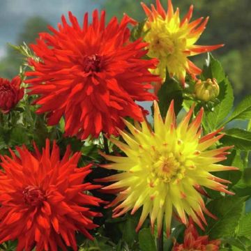 Dahlia Cactus Red / Red-Yellow - Pack of THREE