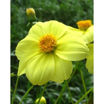 Dahlia Yellow Sneezy