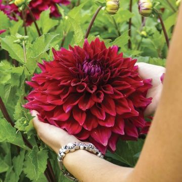 Dahlia Zorro - Giant Foot Wide Flowers