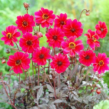 Dahlia Bishop of Canterbury