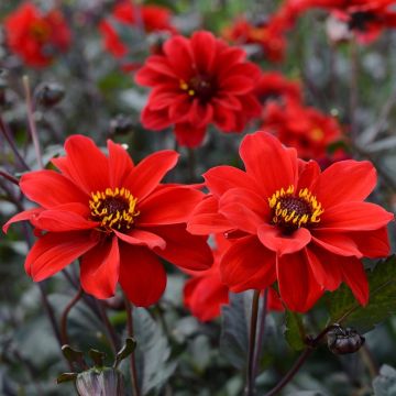 Bronze Leaved Dahlia Bishop of Llandaff - Pack of THREE