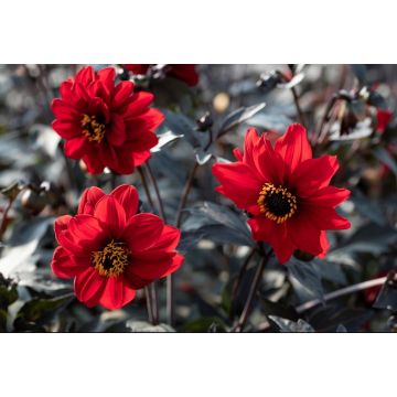 Dahlia 'Black Forest Ruby'