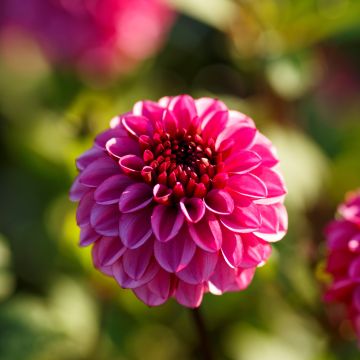 Dahlia Laughing Lizza