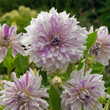 Dahlia Mum's Special