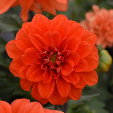 Dahlia Figaro Dwarf Orange Shades