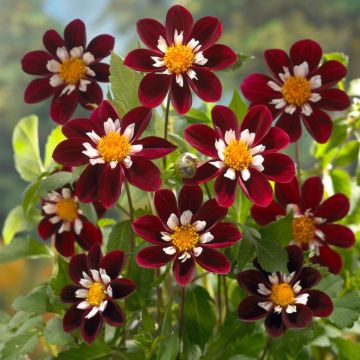 Dahlia Mary Evelyn