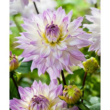 Dahlia Crazy Love