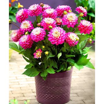 Dahlia Melody Pink Allegro - Pack of THREE