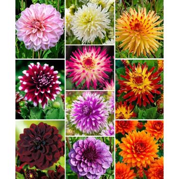 Premium varieties Dahlia Collection - Special Decorative Mix - Pack of TWENTY