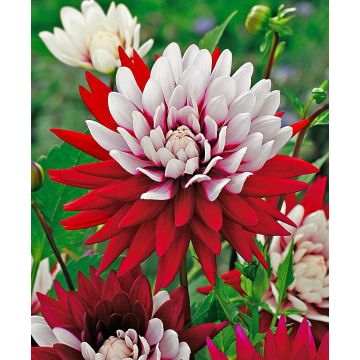 Dahlia ‘Rebecca’s World’ - Pack of TWO