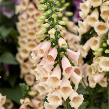 Digitalis purpurea Dalmation Peach - Foxgloves