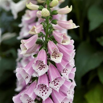 Digitalis purpurea Dalmation Rose - Foxgloves