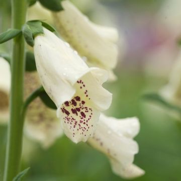 Digitalis purpurea Dalmation White - Foxgloves