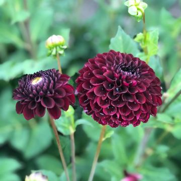 Dahlia Dancer In The Dark