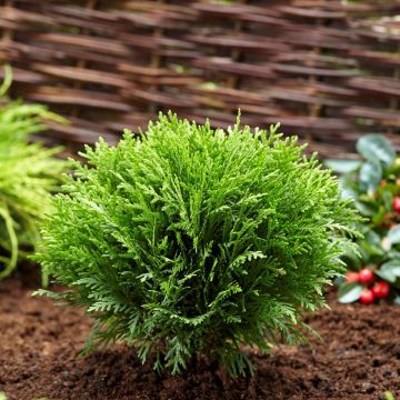 Thuja occidentalis Danica