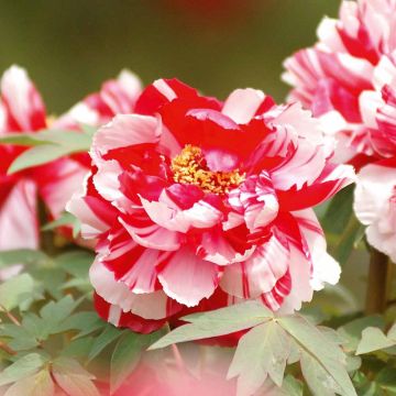 Tree Peony - Paeonia suffruticosa ‘Dao Jin’ Red & White Bicolour Petals