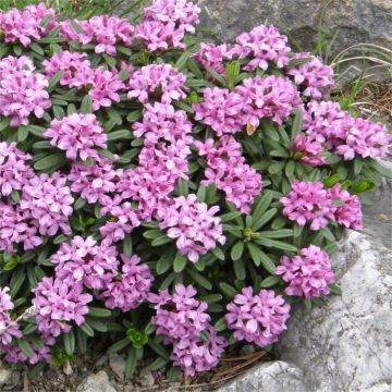 Daphne Cneorum - Garland Flower or Rose Daphne