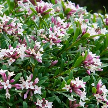 Daphne x transatlantica Eternal Fragrance - Fragrant Evergreen Daphne