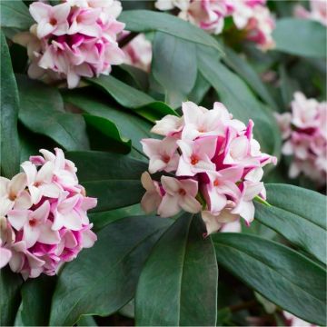 Daphne odora - Fragrant Hardy Evergreen Shrub