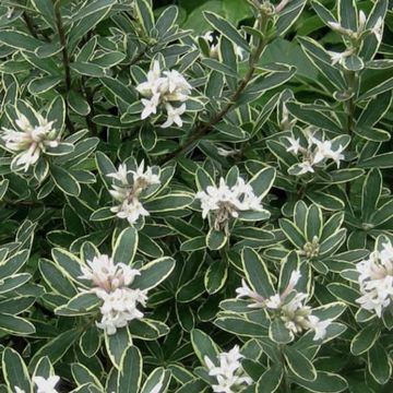 Daphne x transatlantica variegata - Eternal Fragrance variegated - Summer Ice Daphne - Evergreen