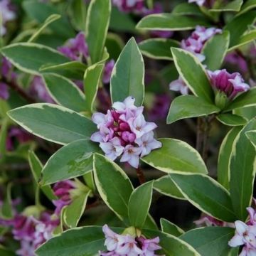 Daphne odora Aureomarginata Rogalski - Fragrant Hardy Evergreen Shrub