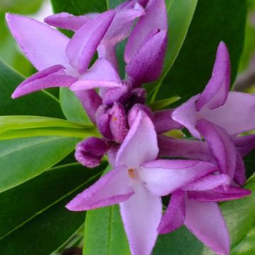 Daphne bholua x 'Spring Beauty'