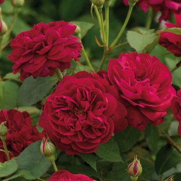 Rose Darcey Bussell ® - David Austin ® Shrub Rose